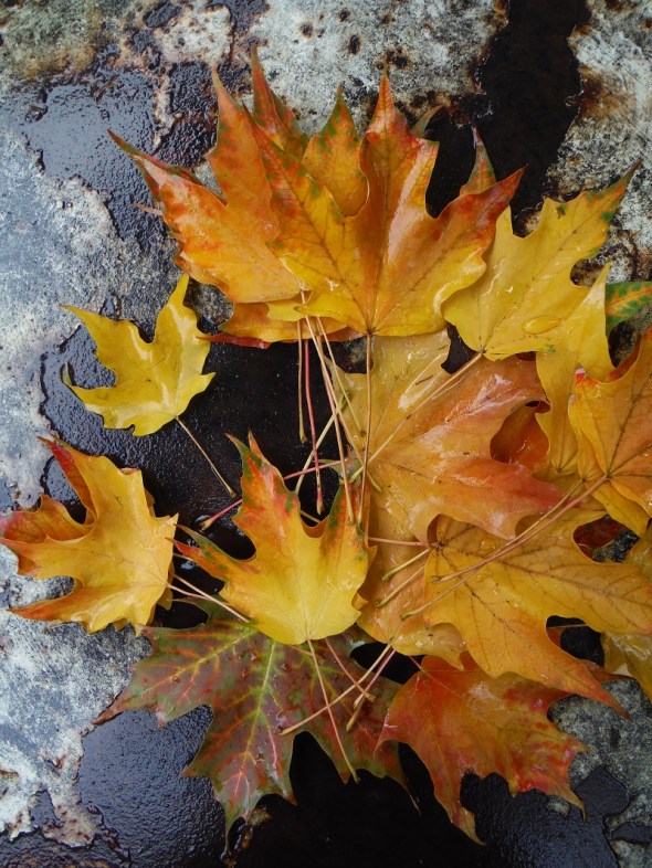 Hojas de octubre en Toronto_9 de octubre 2015