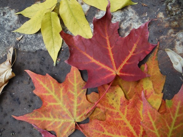 Hojas de octubre_Toronto_14_10_2015