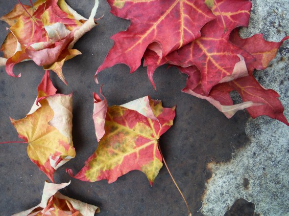 Hojas de octubre_Toronto_21.10.2015_A