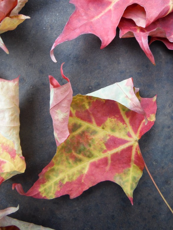 Hojas de octubre_Toronto_21.10.2015_B