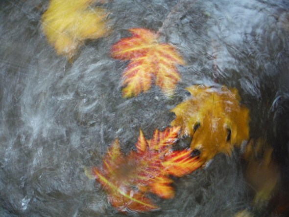 Hojas de otoño en Toronto_28.10.2015_B