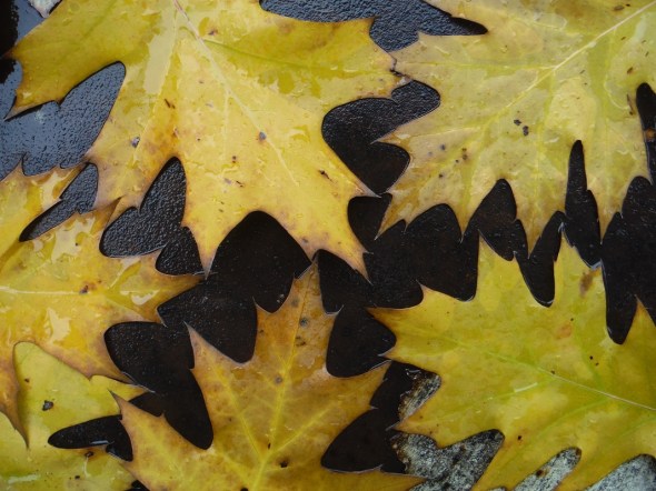 Hojas de roble en octubre_Toronto_2015