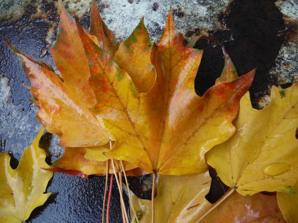 Hojas del otoño_9 de octubre 2015_Toronto