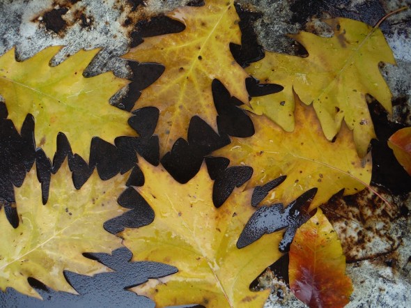 Yellow oak leaves_2015_October in Toronto