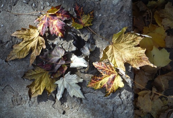 9 de noviembre 2015_hojarascas de arce en Toronto