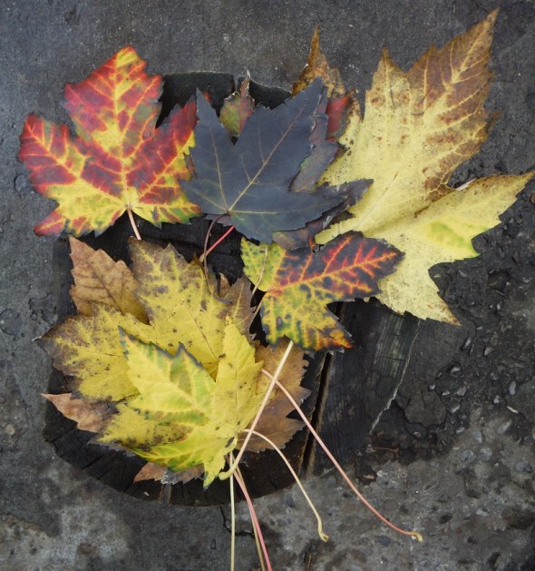 Autumn Leaves_Toronto_November 6th 2015