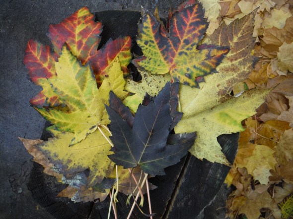 Autumn maple leaves_Toronto_November 6th 2015