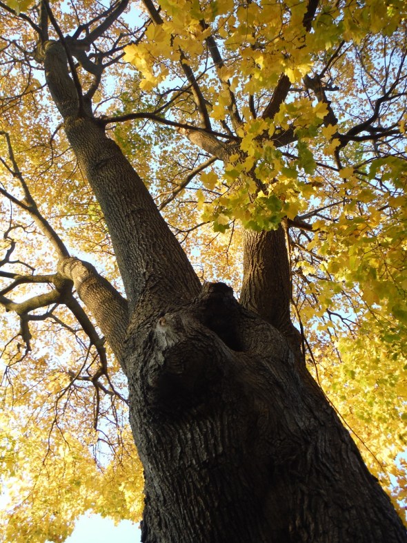 El arce en mi jardin al trasero_03 de noviembre de 2015