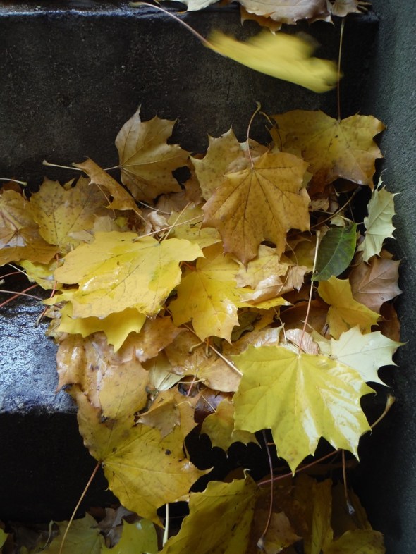 Fallen Leaves_November 6th 2015_Toronto