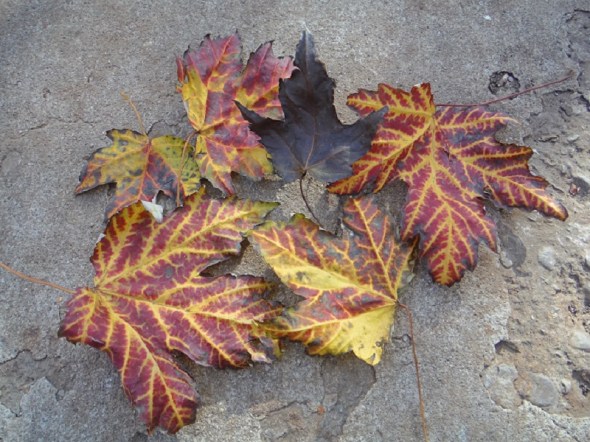Hojarascas de noviembre_Toronto_2015