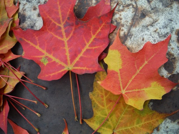 ZP_hojas de arce en octubre_Toronto 2015