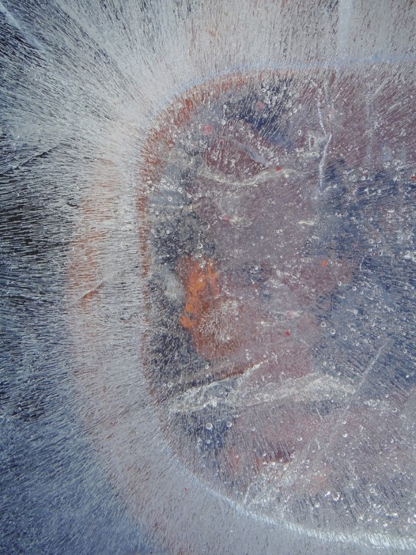 Ice flower 10_January 11th 2016_Toronto