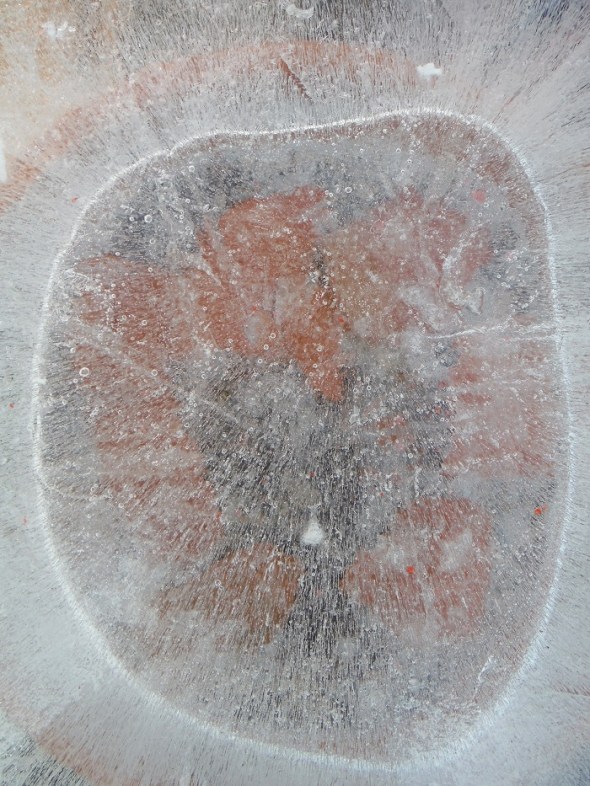 Ice flower 11_January 11th 2016_Toronto