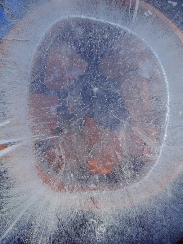 Ice flower 12_January 11th 2016_Toronto