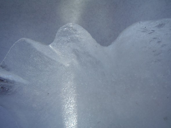 Ice flower 15_January 19th 2016_Toronto