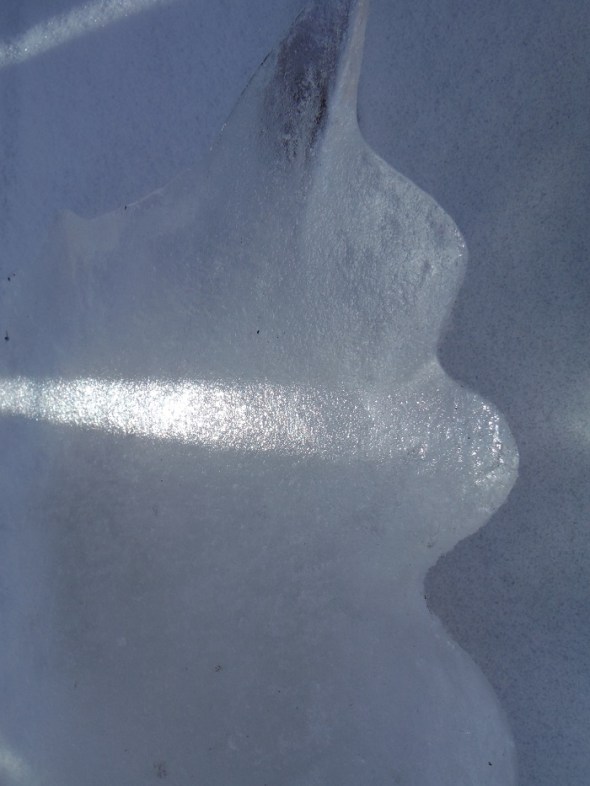 Ice flower 17_January 18th 2016_Toronto