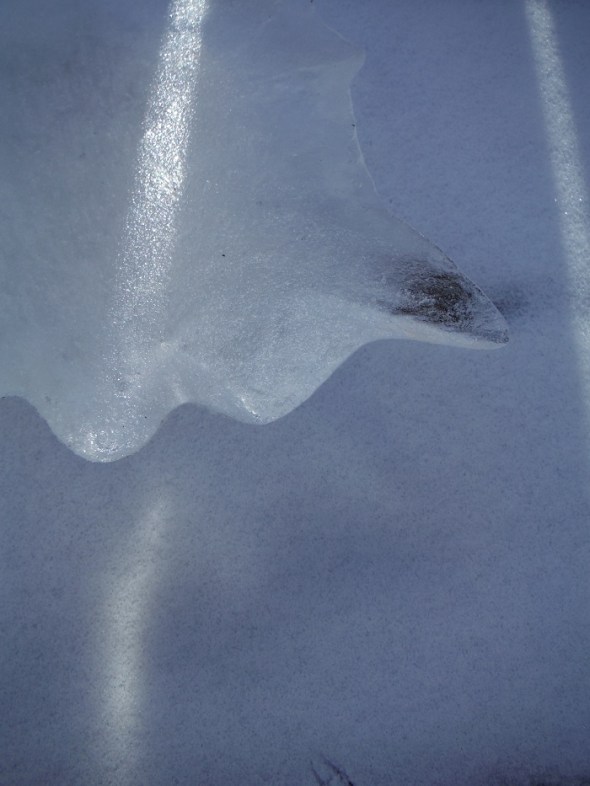 Ice flower 18_January 18th 2016_Toronto