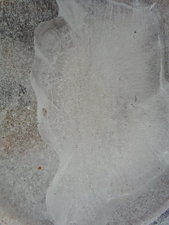 Ice flower 3_Toronto_January 2016