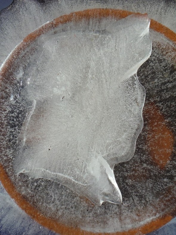 Ice flower 4_Toronto_January 2016