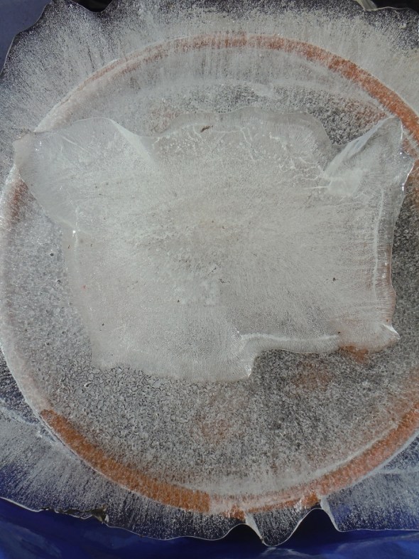 Ice flower 5_Toronto_January 2016