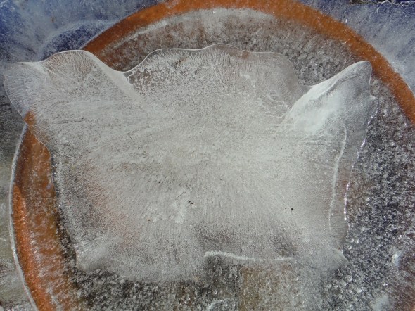 Ice flower 6_Toronto_January 2016