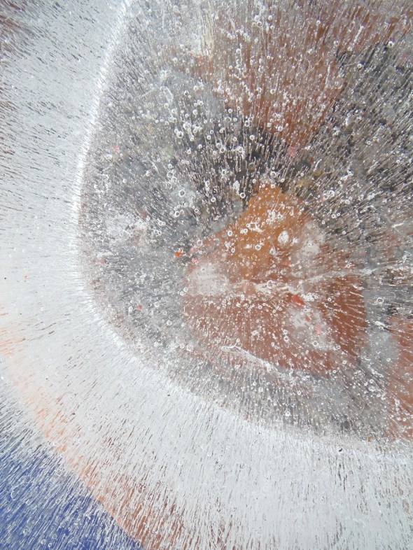 Ice flower 8_January 11th 2016_Toronto