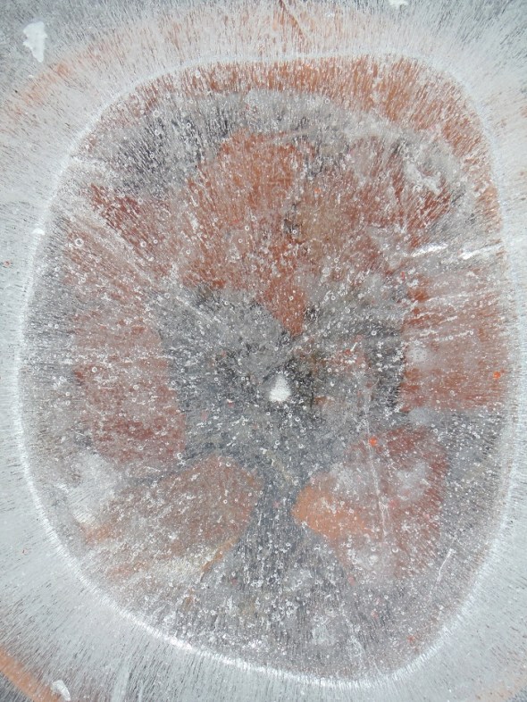 Ice flower 9_January 11th 2016_Toronto