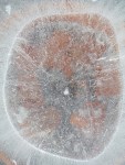 Ice flower 9_January 11th&nbsp;2016_Toronto