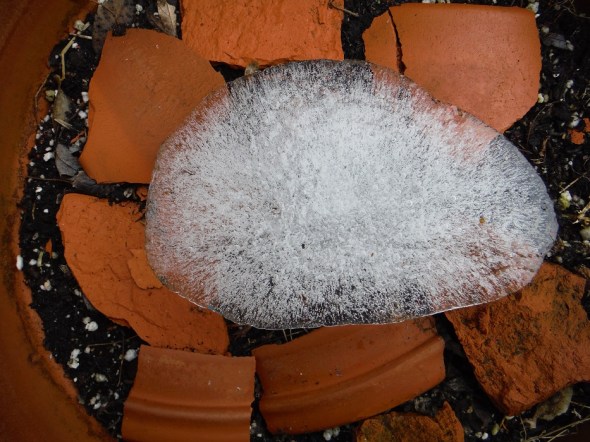Ice in a flowerpot with clay shards_January 26th 2016_Toronto