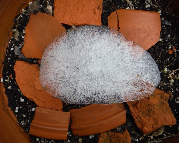 Ice shape over flowerpot shards_January 26th 2016_Toronto