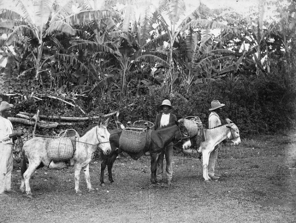 Peasants with their mules_Jamaica_early 20th century photograph