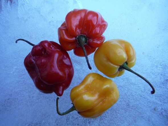 Scotch Bonnet Peppers on Ice_A_February 2016