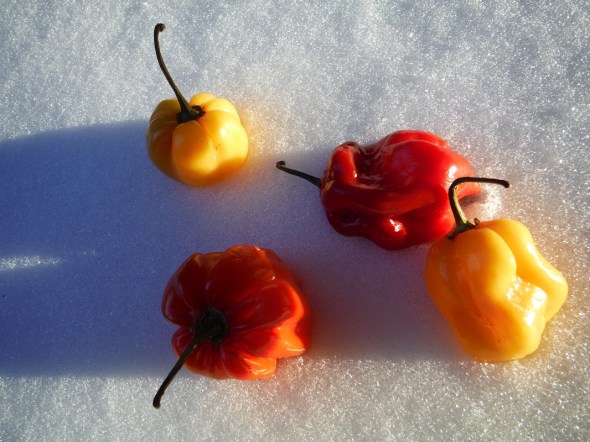 Scotch Bonnet Peppers on Snow_A_February 2016