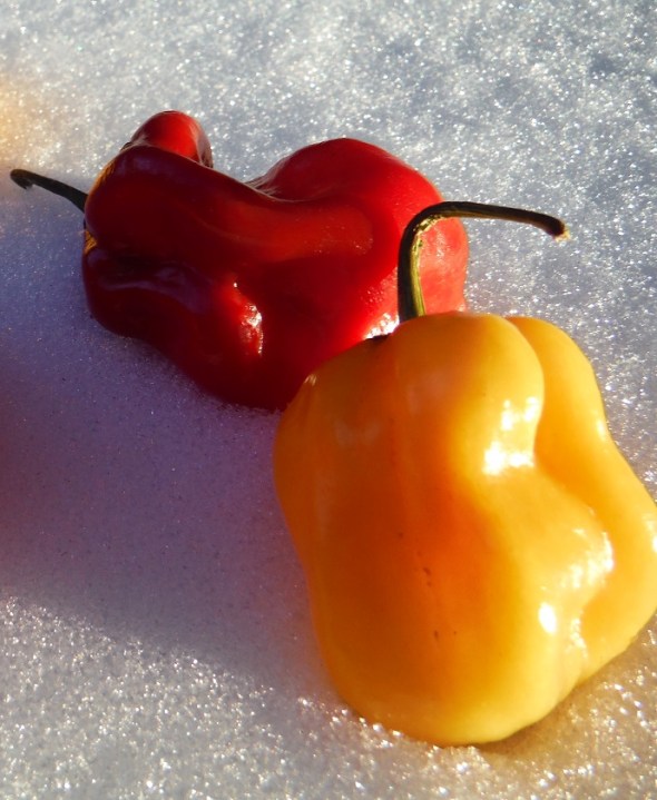 Scotch Bonnet Peppers on Snow_February 2016