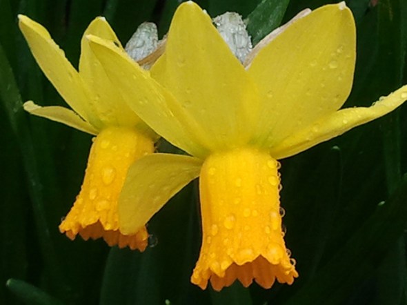 Two yellow daffodils in the rain