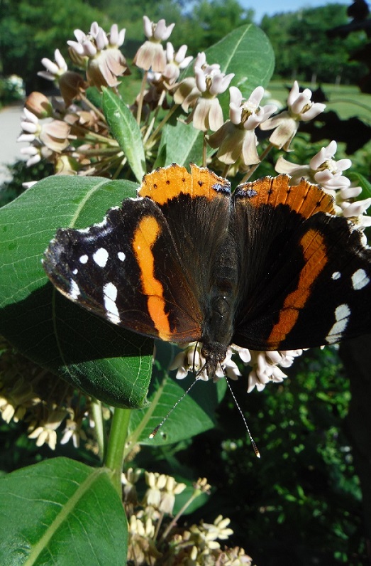 Milkweed and butterfly_July 2015_Toronto