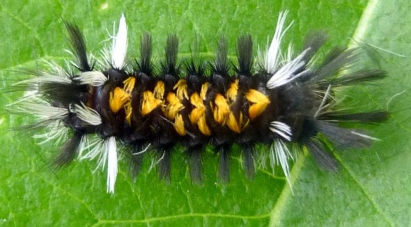 A milkweed tussock moth caterpillar a.k.a. Euchaetes egle_photo copyright New Hampshire Garden Solutions