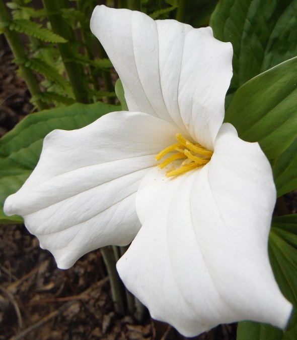 El trilio blanco_Trillium grandiflorum_la primera flor del bosque en abril o mayo_Toronto Ontario Canadá_mayo de 2016