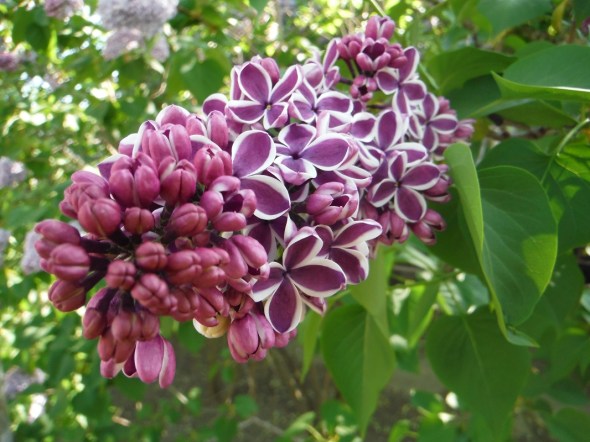 Floración de lila_23 de mayo de 2016_Toronto