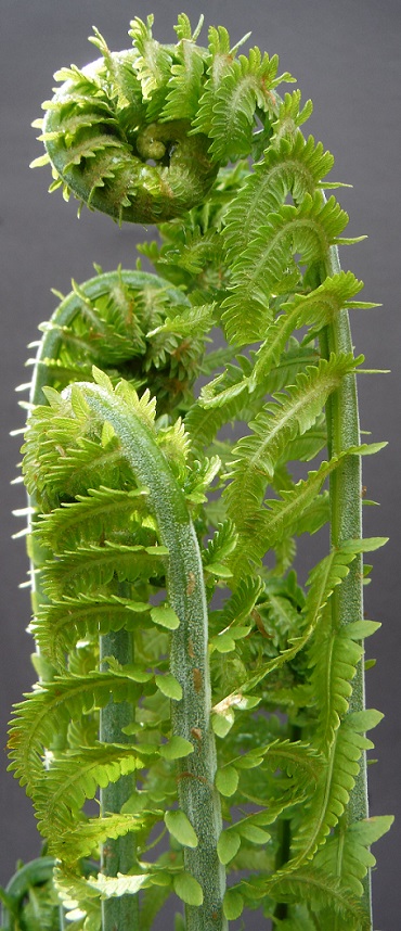 Helechos desplegándose_Toronto_8 de mayo de 2016_Ferns unfurling_Toronto_May 8th 2016