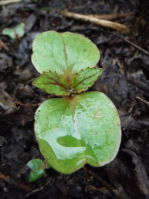 Jewelweed or Touch Me Not sprouting in the backyard_May 1st 2016