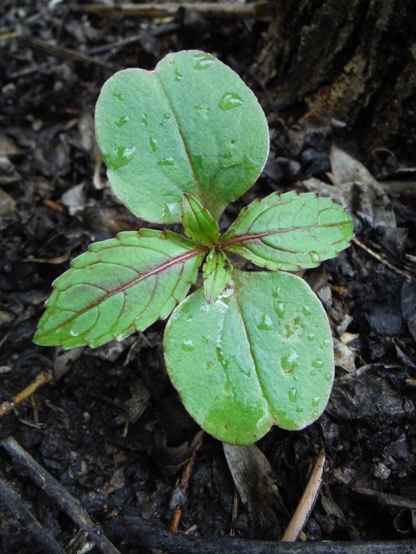 Jewelweed seedling in the backyard_May 5th 2016