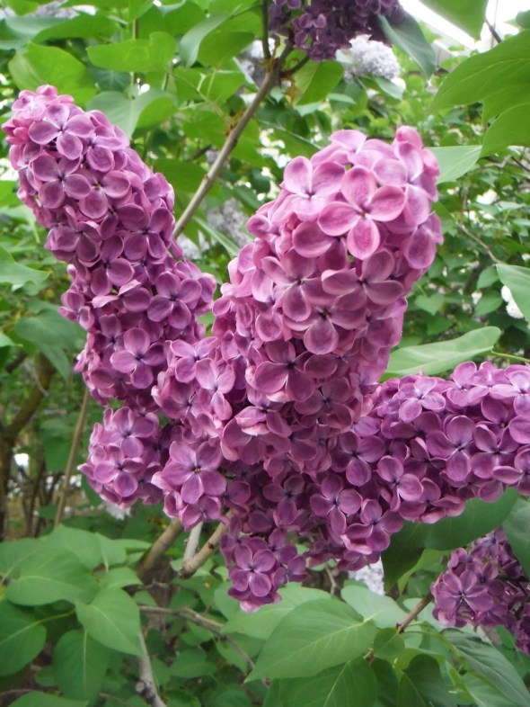 Lilas en Toronto_26 de mayo de 2016