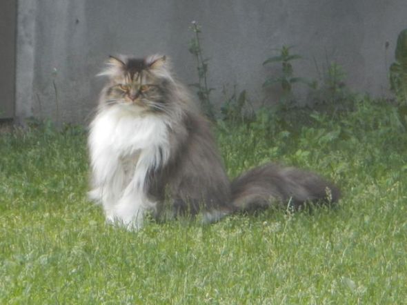 El gato de Avenida Bain_Toronto_junio de 2016