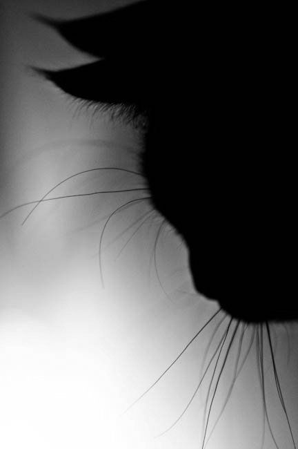 Head of a cat_with whiskers_black and white silhouette photograph