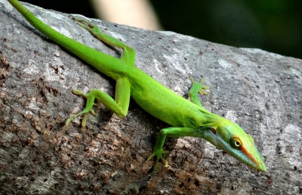 Photograph of a small Cuban lizard...a "caguayo" of the species "anole"