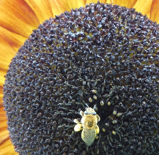 Sunflower and Bee_July 25th 2016_Toronto