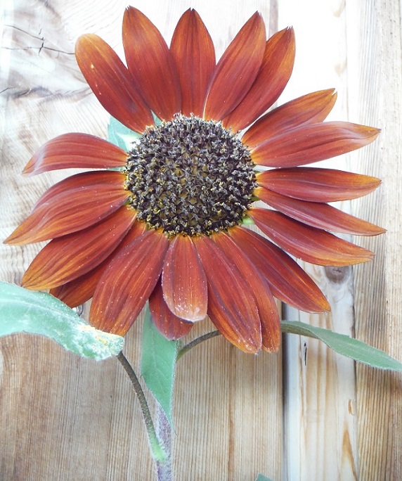 Girasol de agosto_color de castaño rojizo_Toronto_19.08.2016