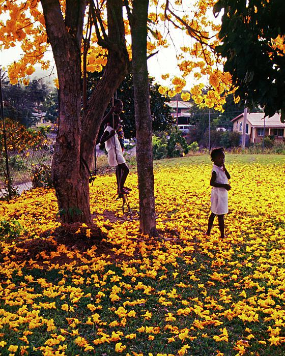 Niños jugando bajo de un guayacán o árbol tabebuia © fotógrafo santalucence Chester Williams__ Children playing beneath a yellow Poui tree_photograph © Saint Lucian photographer Chester Williams