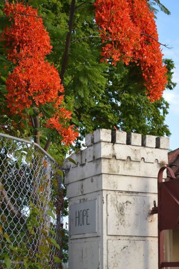 Poinciana tree in bloom_Hope Gardens_Kingston_Jamaica